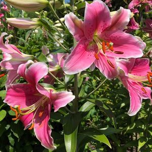 Meet your Posher, Carrie